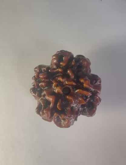 4 Mukhi Rudraksha