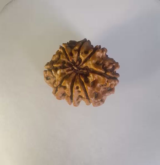 8 Mukhi Rudraksha – Nepal